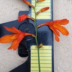 Crocosmia x crocosmiiflora at Ulladulla, NSW - 5 Jan 2024