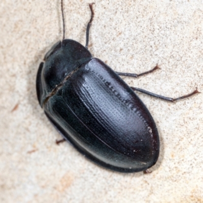 Pterohelaeus piceus (Pie-dish beetle) at Higgins, ACT - 2 Jan 2024 by AlisonMilton