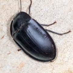 Pterohelaeus piceus at Higgins, ACT - 3 Jan 2024