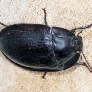 Pterohelaeus piceus at Higgins, ACT - 3 Jan 2024