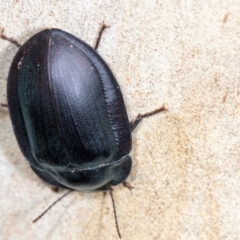 Pterohelaeus piceus at Higgins, ACT - 3 Jan 2024