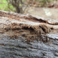 Papyrius sp. (genus) (A Coconut Ant) at Kambah, ACT - 5 Jan 2024 by HelenCross