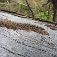 Papyrius sp. (genus) at McQuoids Hill - 5 Jan 2024