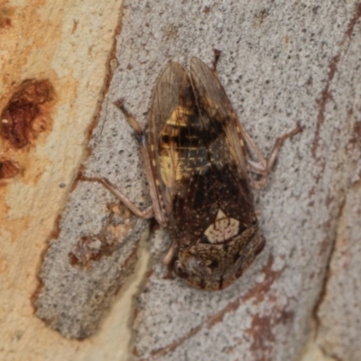 Stenocotis depressa (Leafhopper) at Higgins, ACT - 3 Jan 2024 by AlisonMilton