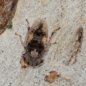 Stenocotis depressa at Higgins, ACT - 3 Jan 2024 08:31 AM