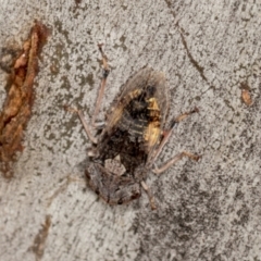 Stenocotis depressa at Higgins, ACT - 3 Jan 2024 08:31 AM