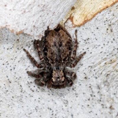 Servaea incana (Hoary Servaea) at Higgins, ACT - 2 Jan 2024 by AlisonMilton