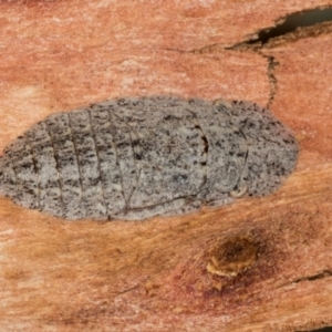 Ledromorpha planirostris at Higgins, ACT - 3 Jan 2024