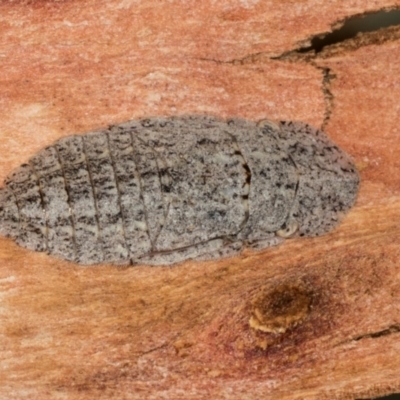 Ledromorpha planirostris (A leafhopper) at Higgins, ACT - 2 Jan 2024 by AlisonMilton