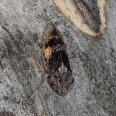 Stenocotis depressa (Leafhopper) at Higgins, ACT - 2 Jan 2024 by AlisonMilton