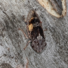 Stenocotis depressa at Higgins, ACT - 3 Jan 2024 08:54 AM