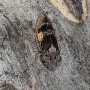 Stenocotis depressa at Higgins, ACT - 3 Jan 2024 08:54 AM