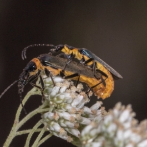 Chauliognathus lugubris at Higgins, ACT - 3 Jan 2024