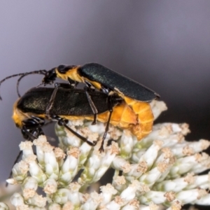 Chauliognathus lugubris at Higgins, ACT - 3 Jan 2024