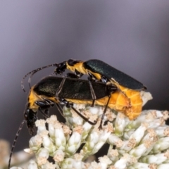 Chauliognathus lugubris at Higgins, ACT - 3 Jan 2024