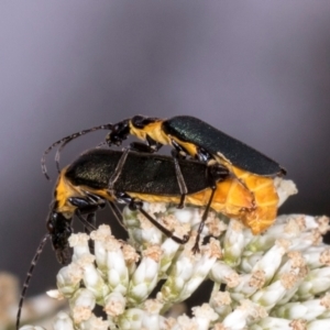 Chauliognathus lugubris at Higgins, ACT - 3 Jan 2024