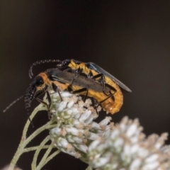 Chauliognathus lugubris at Higgins, ACT - 3 Jan 2024