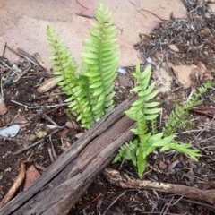 Pellaea falcata (Sickle Fern) at Wingecarribee Local Government Area - 4 Jan 2024 by plants