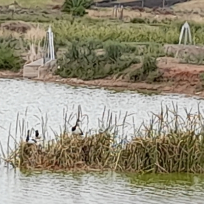 Anseranas semipalmata (Magpie Goose) at Leeton, NSW - 2 Jan 2024 by JBrickhill