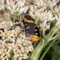 Scaptia (Scaptia) auriflua (A flower-feeding march fly) at Higgins, ACT - 2 Jan 2024 by AlisonMilton