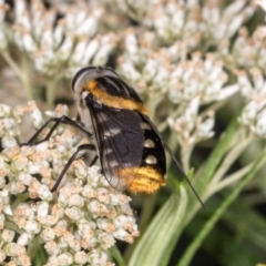 Scaptia (Scaptia) auriflua at Higgins, ACT - 3 Jan 2024