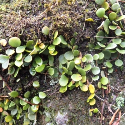 Pyrrosia rupestris (Rock Felt Fern) at Wingecarribee Local Government Area - 3 Jan 2024 by plants