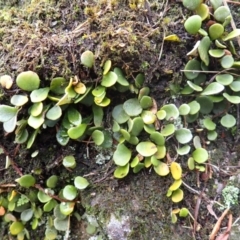 Pyrrosia rupestris (Rock Felt Fern) at Mittagong - 3 Jan 2024 by plants