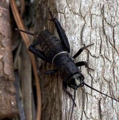 Teleogryllus commodus (Black Field Cricket) at Jerrabomberra, NSW - 5 Jan 2024 by SteveBorkowskis