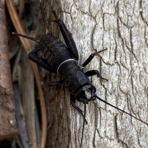 Teleogryllus commodus at QPRC LGA - 5 Jan 2024