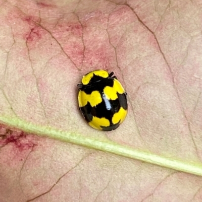 Illeis galbula (Fungus-eating Ladybird) at Jerrabomberra, NSW - 5 Jan 2024 by SteveBorkowskis