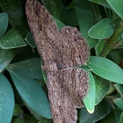 Ectropis excursaria (Common Bark Moth) at Jerrabomberra, NSW - 5 Jan 2024 by SteveBorkowskis