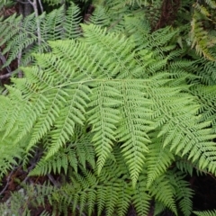 Calochlaena dubia (Rainbow Fern) at Mittagong, NSW - 4 Jan 2024 by plants
