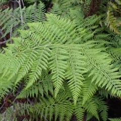 Calochlaena dubia (Rainbow Fern) at Mittagong - 3 Jan 2024 by plants