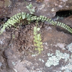 Asplenium flabellifolium (Necklace Fern) at Mittagong - 3 Jan 2024 by plants