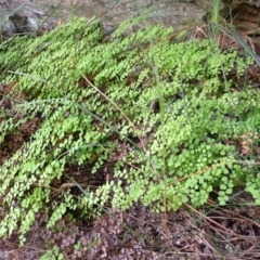 Adiantum aethiopicum (Common Maidenhair Fern) at Wingecarribee Local Government Area - 3 Jan 2024 by plants