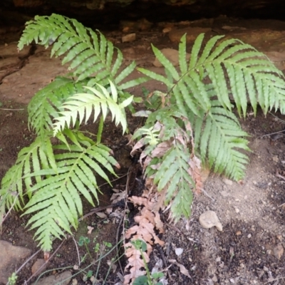 Blechnum cartilagineum (Gristle Fern) at Mittagong - 3 Jan 2024 by plants