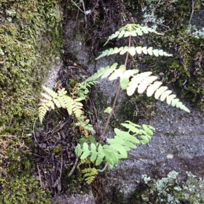 Histiopteris incisa (Bat's-Wing Fern) at Wingecarribee Local Government Area - 3 Jan 2024 by plants