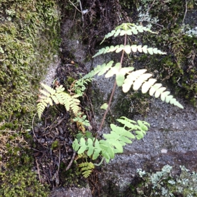 Histiopteris incisa (Bat's-Wing Fern) at Mittagong, NSW - 4 Jan 2024 by plants