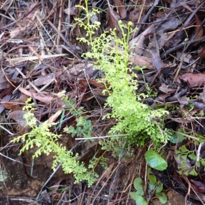 Lindsaea microphylla (Lacy Wedge-fern) at Wingecarribee Local Government Area - 3 Jan 2024 by plants