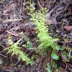 Lindsaea microphylla (Lacy Wedge-fern) at Mittagong, NSW - 3 Jan 2024 by plants