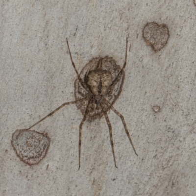 Tamopsis eucalypti (A two-tailed spider) at Scullin, ACT - 3 Jan 2024 by AlisonMilton