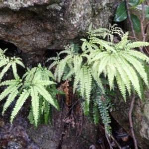 Adiantum hispidulum var. hispidulum at Wingecarribee Local Government Area - 4 Jan 2024