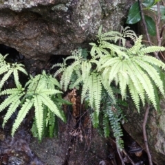 Adiantum hispidulum var. hispidulum (Rough Maidenhair) at Mittagong, NSW - 3 Jan 2024 by plants