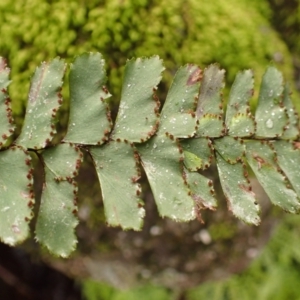 Adiantum hispidulum var. hispidulum at Wingecarribee Local Government Area - 4 Jan 2024