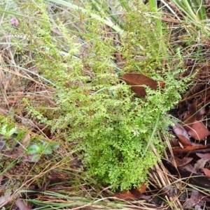 Lindsaea microphylla at Wingecarribee Local Government Area - 4 Jan 2024 08:10 AM