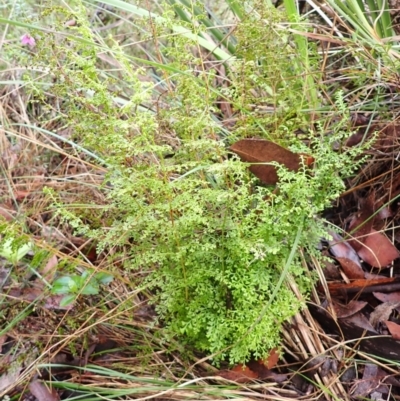 Lindsaea microphylla (Lacy Wedge-fern) at Mittagong, NSW - 3 Jan 2024 by plants