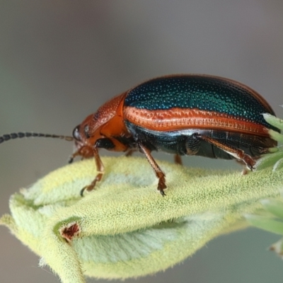 Calomela curtisi (Acacia leaf beetle) at Bombay, NSW - 2 Jan 2024 by jb2602