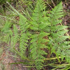 Pteridium esculentum at Wingecarribee Local Government Area - 4 Jan 2024