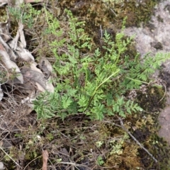 Cheilanthes sieberi subsp. sieberi (Narrow Rock Fern) at Mittagong - 3 Jan 2024 by plants