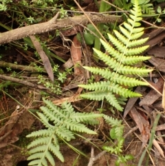 Cyathea australis subsp. australis (Rough Tree Fern) at Bowral, NSW - 4 Jan 2024 by plants